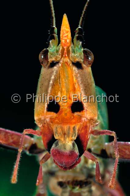 Conocephale Equateur.JPG - in "Portraits d'insectes" ed. Seuil, ConocéphaleMeadow katydidSauterelle des prairiesOrthopteraTettigonidaeConocephalinaeEquateur